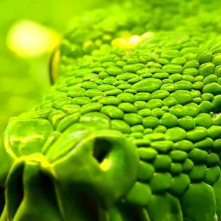 Snake phone wallpaper