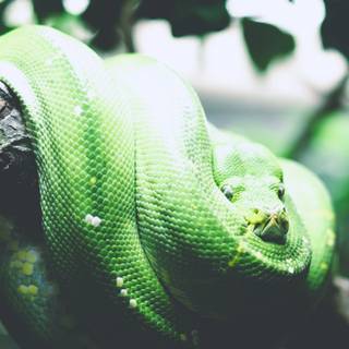 Snake phone wallpaper