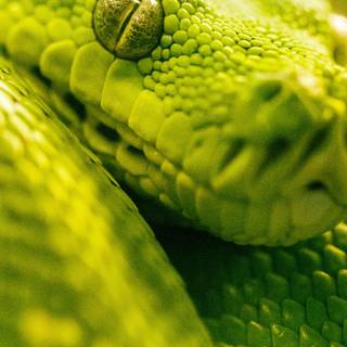 Snake phone wallpaper