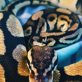 Snake phone wallpaper