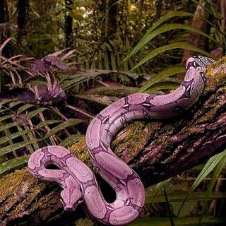 Snake phone wallpaper