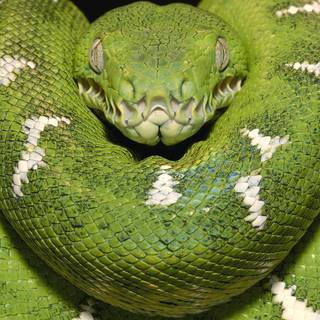 Anaconda snake wallpaper