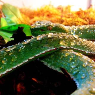 Snake desktop wallpaper