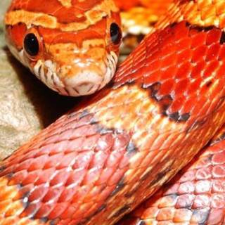 Snake phone wallpaper