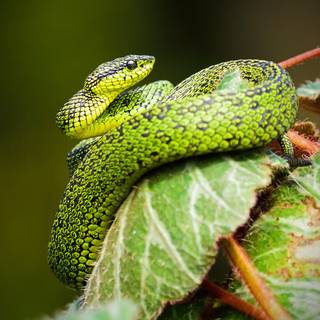 Snake phone wallpaper