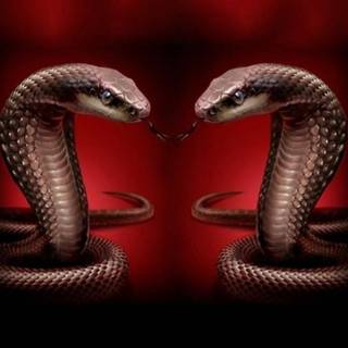 Snake phone wallpaper