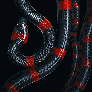 Snake phone wallpaper