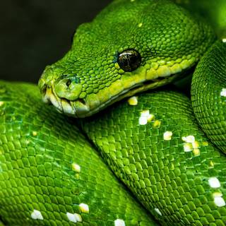 Snake phone wallpaper