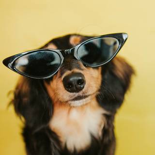 Dog with sunglasses wallpaper