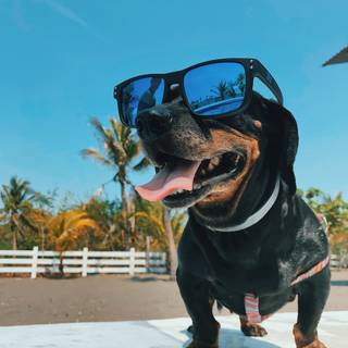 Dog with sunglasses wallpaper