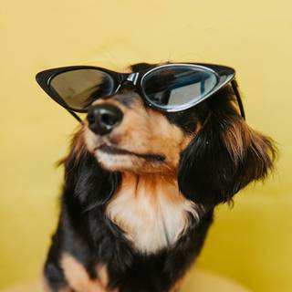 Dog with sunglasses wallpaper