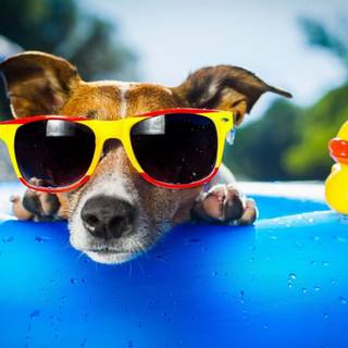 Dog with sunglasses wallpaper