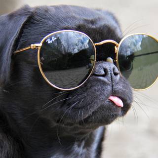Dog with sunglasses wallpaper