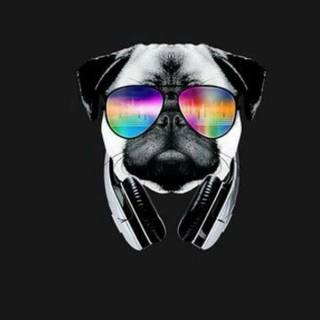 Dog with sunglasses wallpaper