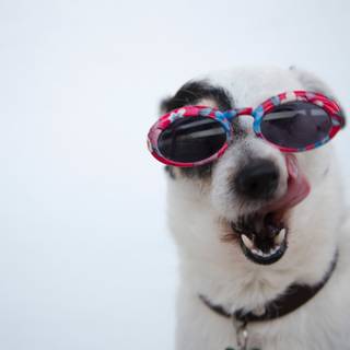 Dog with sunglasses wallpaper