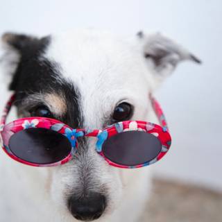 Dog with sunglasses wallpaper