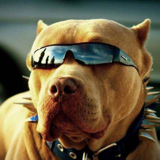 Dog with sunglasses wallpaper