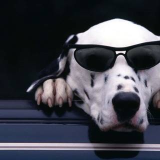 Dog with sunglasses wallpaper