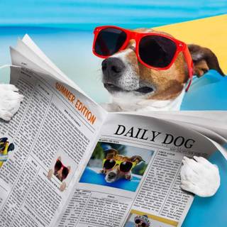 Dog with sunglasses wallpaper