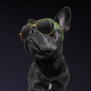 Dog with sunglasses wallpaper