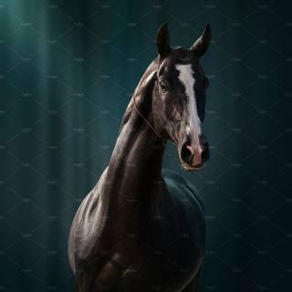 Akhal Teke wallpaper