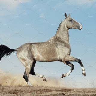 Akhal Teke wallpaper