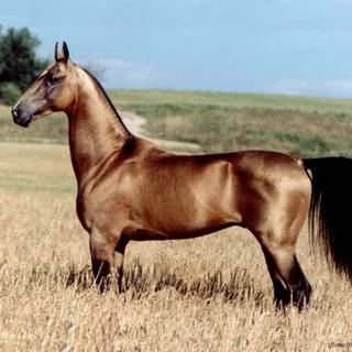 Akhal Teke wallpaper