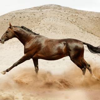 Akhal Teke wallpaper