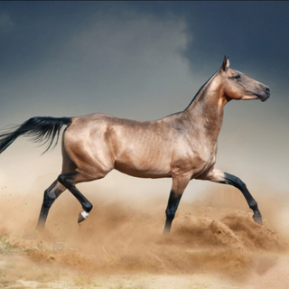 Akhal Teke wallpaper