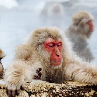 Snow Monkey wallpaper