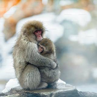 Snow Monkey wallpaper