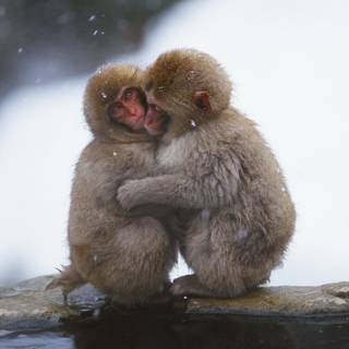 Snow Monkey wallpaper