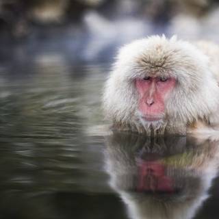 Snow Monkey wallpaper