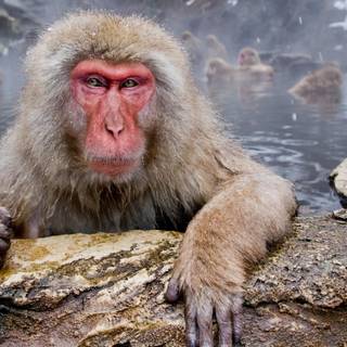 Snow Monkey wallpaper