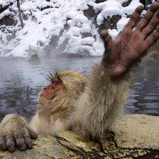 Snow Monkey wallpaper