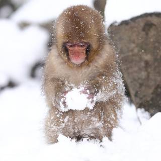Snow Monkey wallpaper