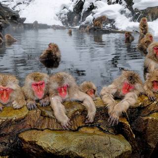Snow Monkey wallpaper