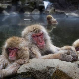 Snow Monkey wallpaper