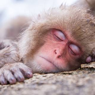 Snow Monkey wallpaper