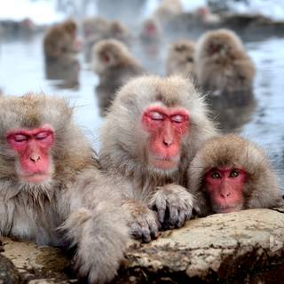 Snow Monkey wallpaper