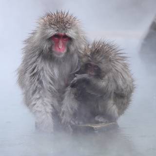 Snow Monkey wallpaper