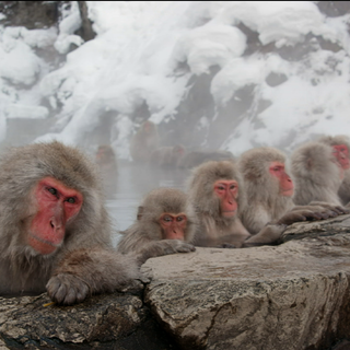 Snow Monkey wallpaper
