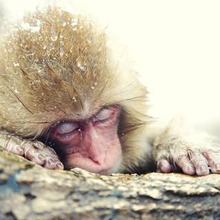 Snow Monkey wallpaper