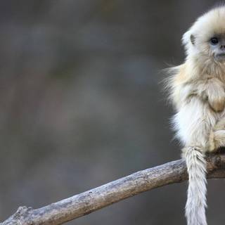 Snow Monkey wallpaper