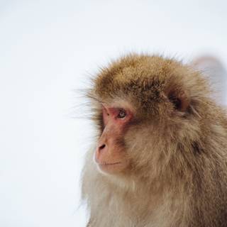 Snow Monkey wallpaper