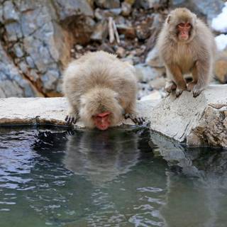 Snow Monkey wallpaper