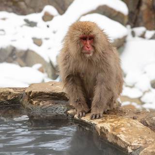 Snow Monkey wallpaper