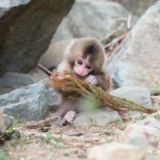Snow Monkey wallpaper