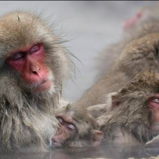 Snow Monkey wallpaper