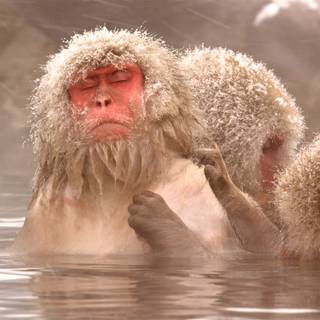 Snow Monkey wallpaper